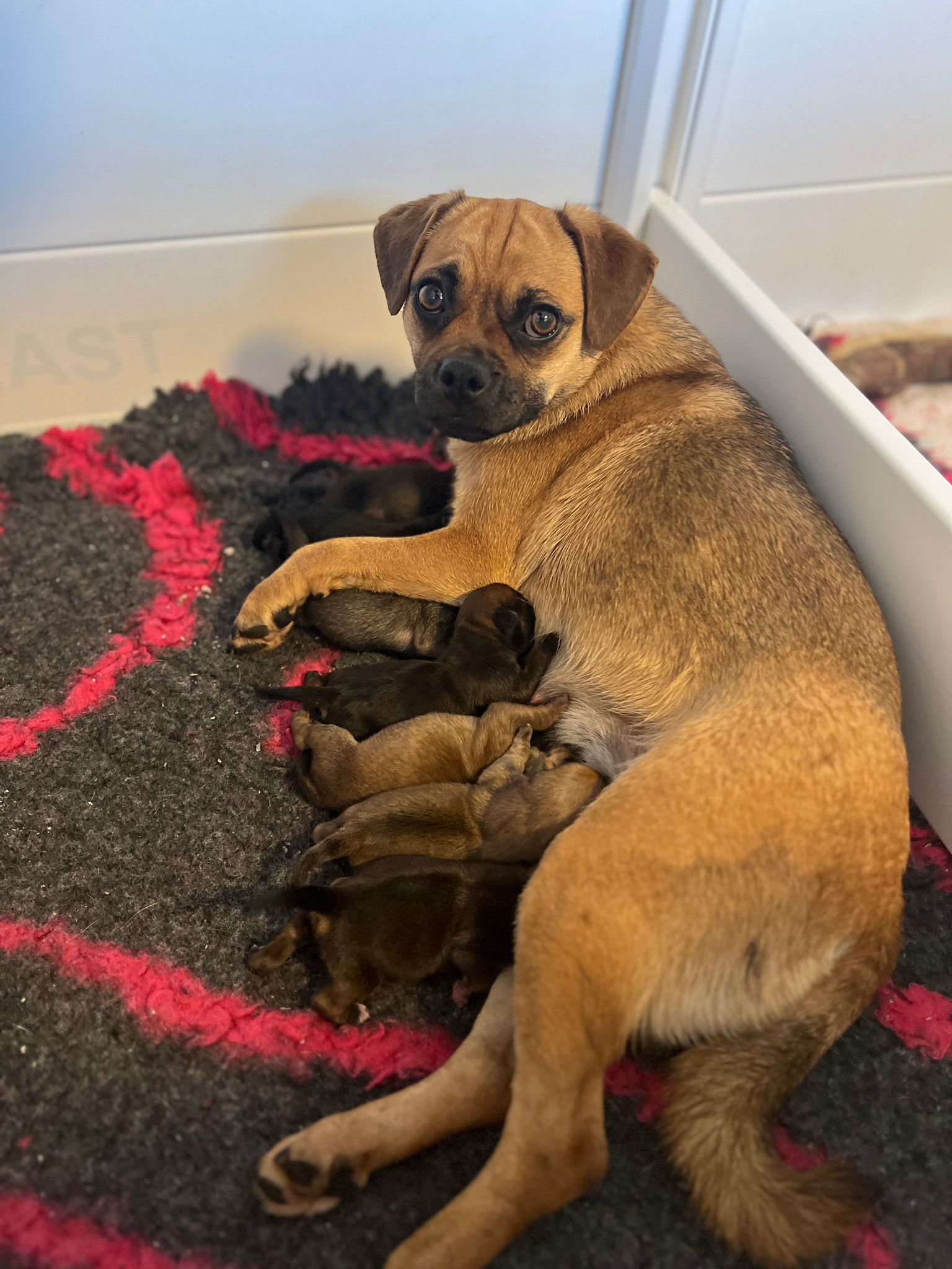 Er zijn 7 prachtige gezonden pups geboren